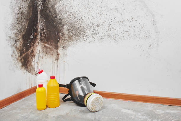 Best Emergency Mold Remediation in Black Creek, WI