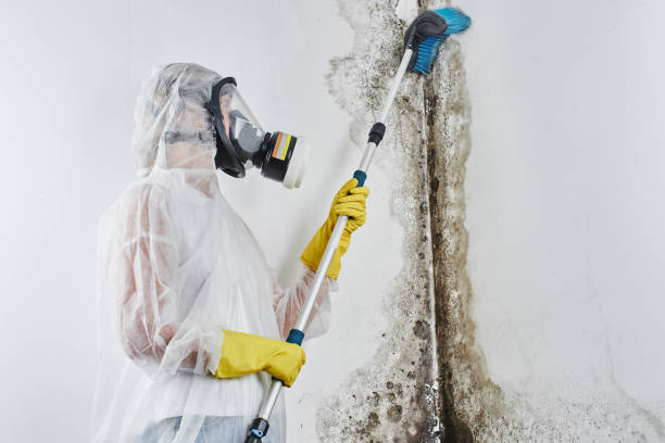 Best Residential Mold Remediation in Black Creek, WI