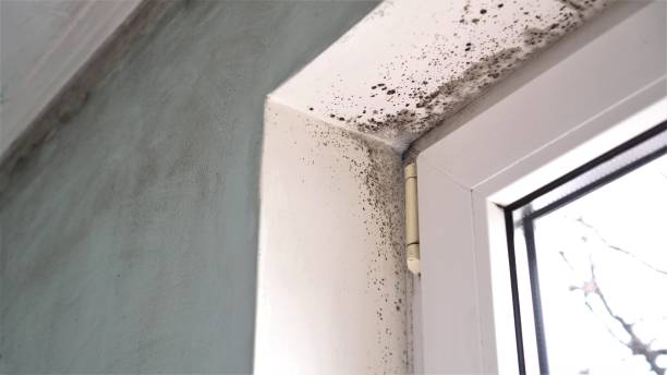 Best Bathroom Mold Remediation in Black Creek, WI
