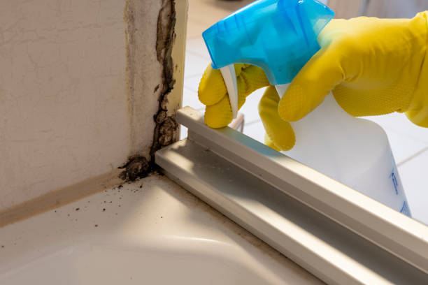 Best Localized Mold Remediation (e.g., coastal areas, humid climates) in Black Creek, WI