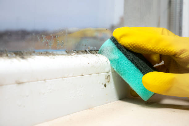 Best Crawl Space Mold Remediation in Black Creek, WI