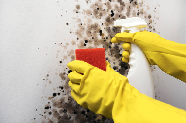 Black Creek, WI Mold Remediation Company