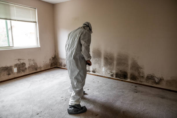 Best Health and Safety Mold Remediation in Black Creek, WI