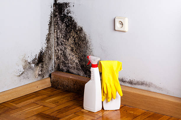 Best Basement Mold Remediation in Black Creek, WI
