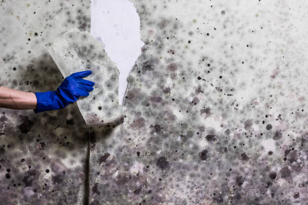 Best Attic Mold Remediation in Black Creek, WI